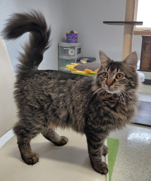 JETHRO @ THE CAT'S BREW - Domestic Medium Hair / Tabby available for adoption