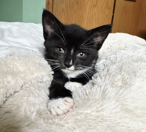 picture of the cat needing adoption