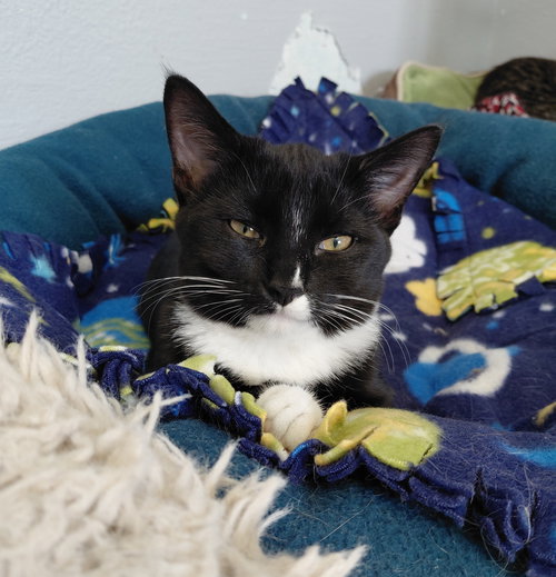 BUFFY - Domestic Short Hair / Tuxedo available for adoption