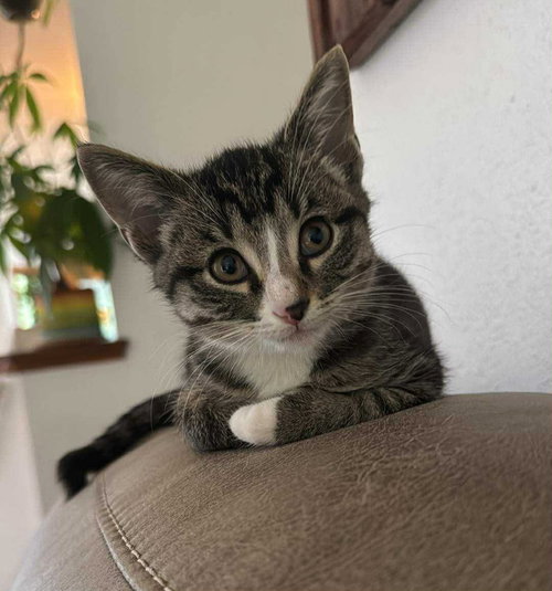 picture of the cat needing adoption