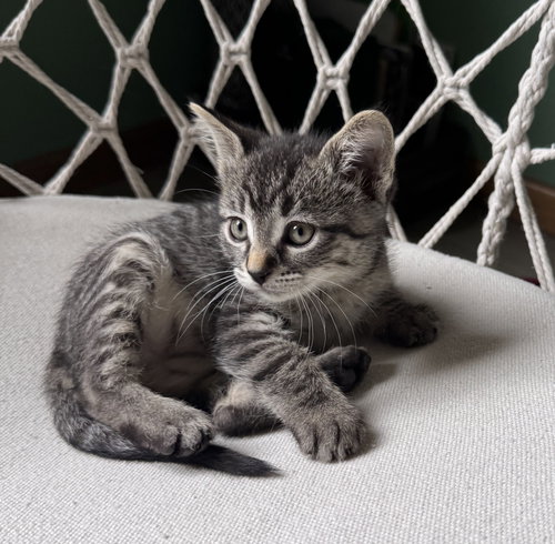 picture of the cat needing adoption