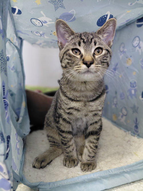 ZANDER - Domestic Short Hair / Tabby available for adoption