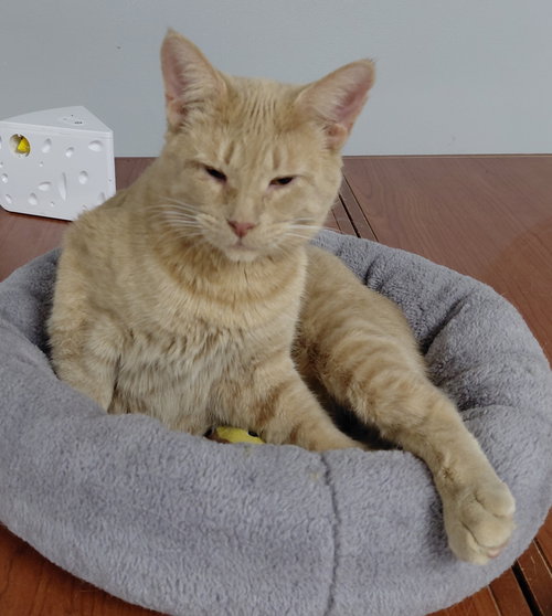 ABBY - Domestic Short Hair available for adoption