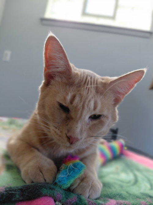 ABBY **VISUALLY IMPAIRED** - Domestic Short Hair available for adoption