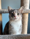 Zeva - Photo 3