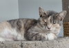 Zeva - Photo 7