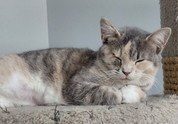 Zeva