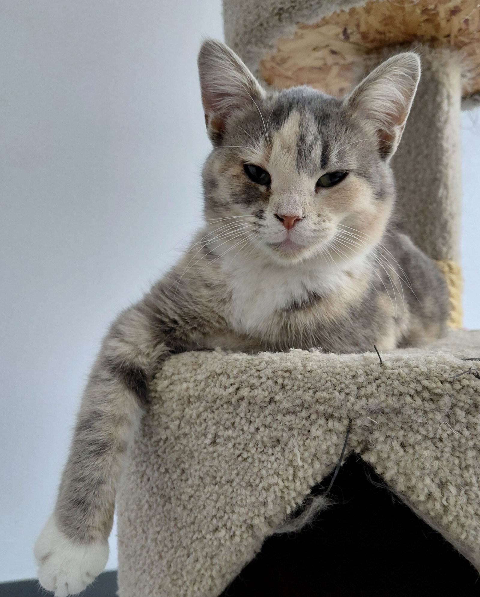 Zeva