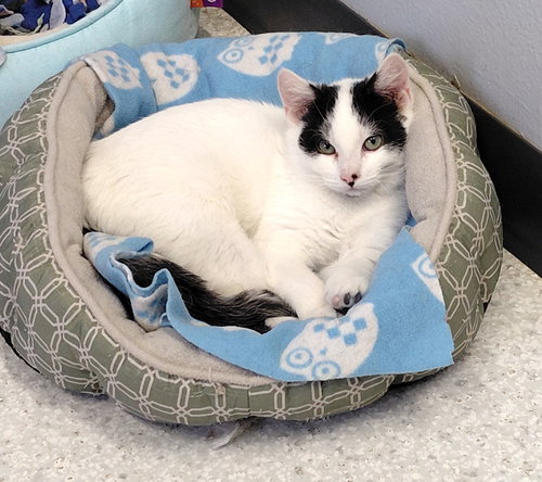 BART - Domestic Short Hair / Tuxedo available for adoption