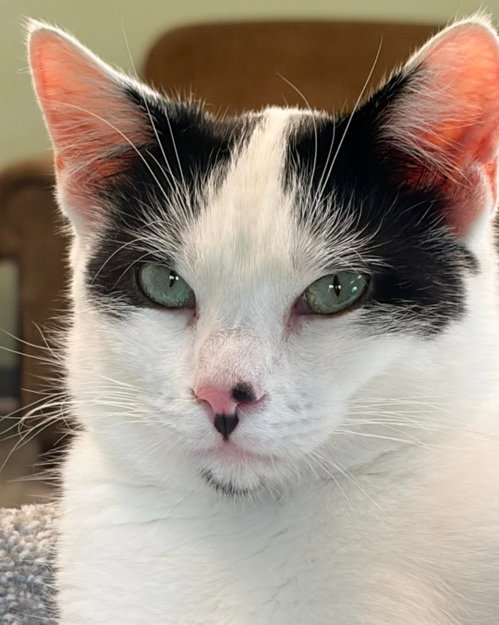 Bart @ The Cat's Brew, Young Domestic Short Hair / Tuxedo (short coat), cat for adoption in Oshkosh, Wisconsin