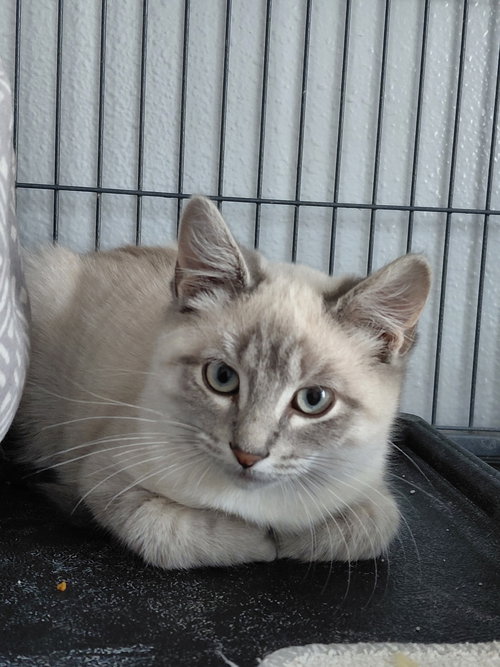 HARP - Domestic Medium Hair / Siamese available for adoption
