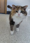 Aria @ The Cat's Brew - Photo 2