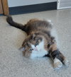 Aria @ The Cat's Brew - Photo 3