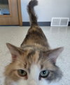 Aria @ The Cat's Brew - Photo 5