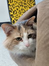 Aria @ The Cat's Brew - Photo 6
