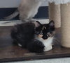Harmony - Photo 2