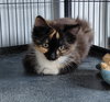 Harmony - Photo 4