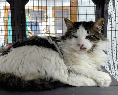 BUCKY - Domestic Long Hair available for adoption