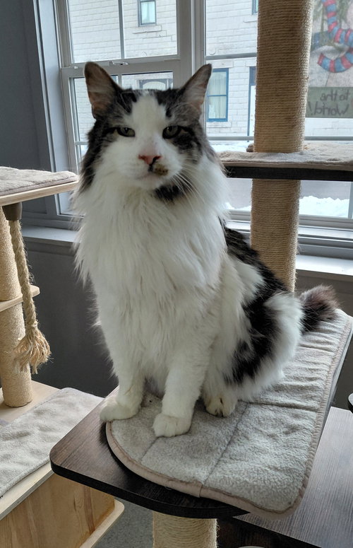 BUCKY - Domestic Long Hair available for adoption