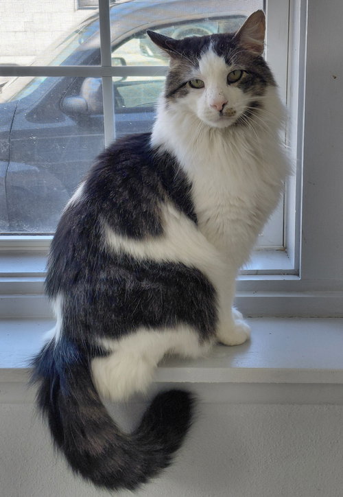 BUCKY - Domestic Long Hair available for adoption