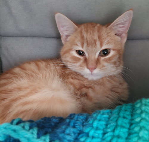 ALBERT