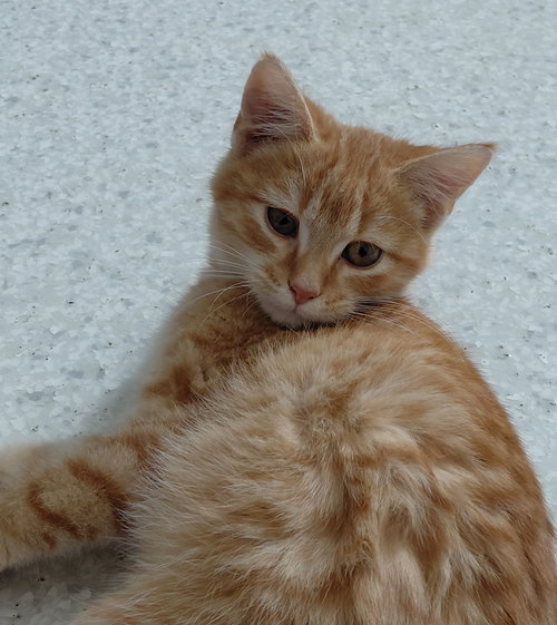 ALBERT - Domestic Short Hair / Tabby available for adoption