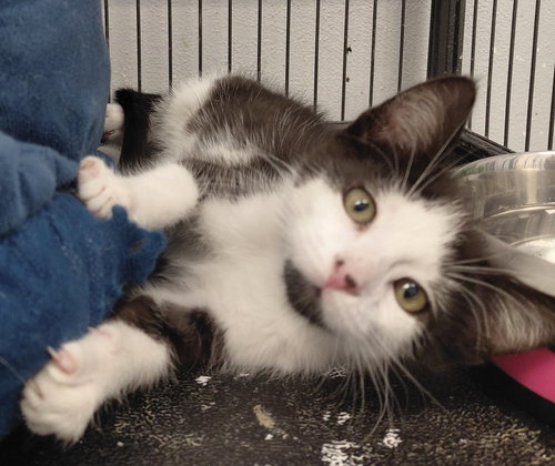CORRINE @ THE CAT'S BREW - Domestic Short Hair available for adoption