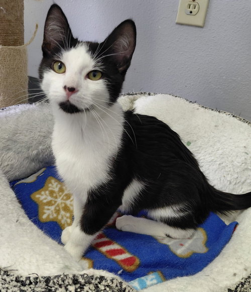 CORRINE @ THE CAT'S BREW - Domestic Short Hair available for adoption