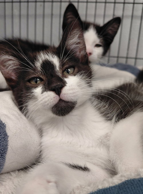 DAPHNE @ THE CAT'S BREW - Domestic Short Hair available for adoption