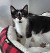 Daphne @ The Cat's Brew - Photo 1