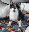 Daphne @ The Cat's Brew - Photo 3