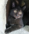 Toby - Photo 4