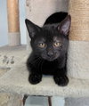 Toby - Photo 3