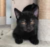Toby - Photo 1