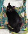 Toby - Photo 2