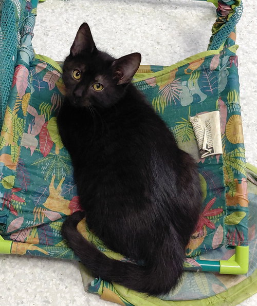 TOBY - Domestic Medium Hair available for adoption