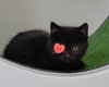 Percy - Photo 2