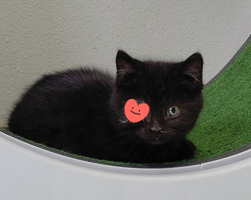 PERCY - Domestic Medium Hair available for adoption