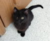 Percy - Photo 1