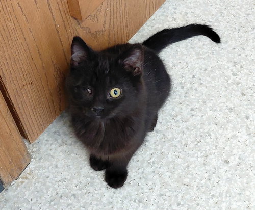 PERCY - Domestic Medium Hair available for adoption