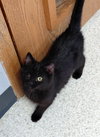 Percy - Photo 3