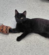 Percy - Photo 3