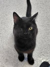 Percy - Photo 1