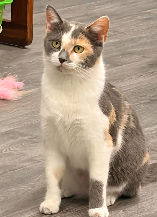 FERN @ THE CAT'S BREW - Domestic Short Hair / Calico available for adoption