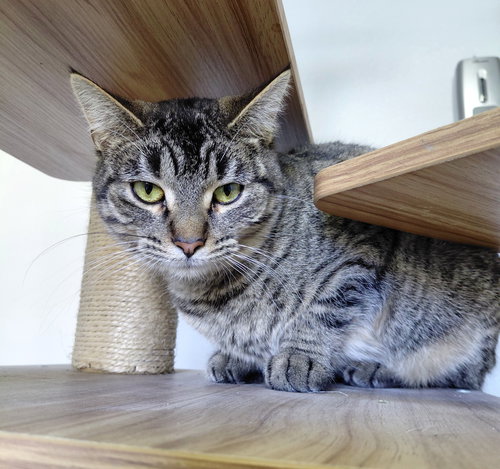 FYNLEE - Domestic Short Hair / Tabby available for adoption