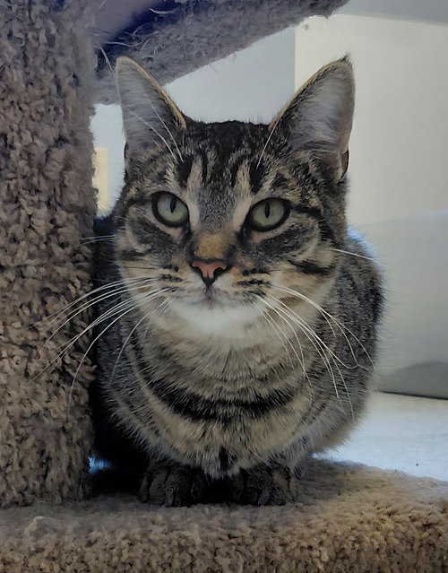 FYNLEE - Domestic Short Hair / Tabby available for adoption