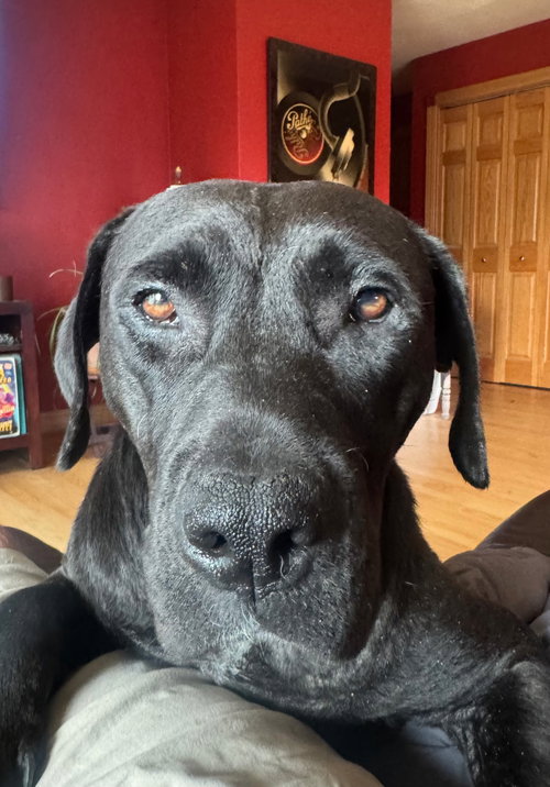 EMERSON - Black Labrador Retriever / Pit Bull Terrier available for adoption