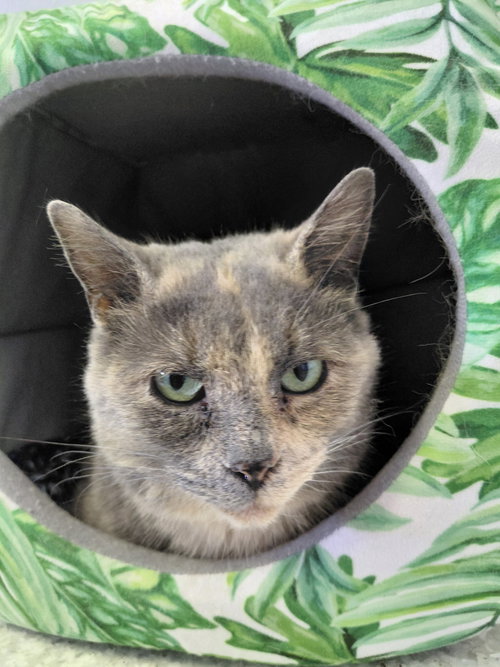 TESS - Domestic Short Hair / Dilute Tortoiseshell available for adoption