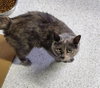 Tess - Photo 5