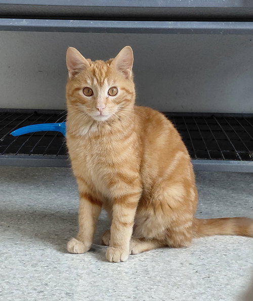 WALLY - Domestic Short Hair / Tabby available for adoption